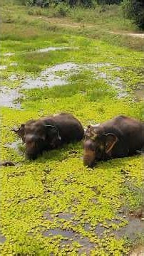 Elephant Who Hates Water Swims Every Day For Her Blind Best Friend | The Dodo