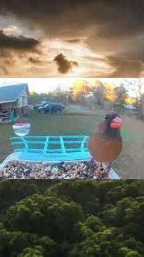 “Beautiful Backyard Birds at Feeder Southeast USA” 151