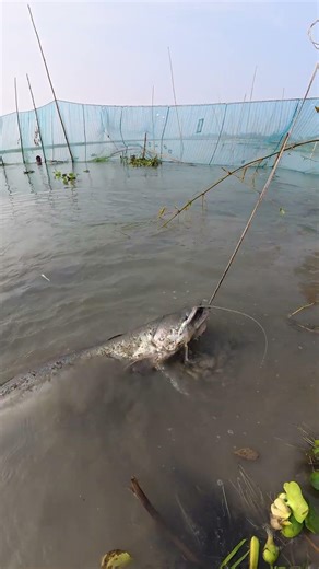 Catching a GIANT River Monster! 😲 Incredible Catfish Catch #fishing #fish #bigfish