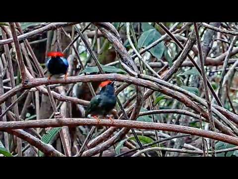 Multiple Male Manakins Practice Strutting Their Stuff in Panama | April 22, 2026