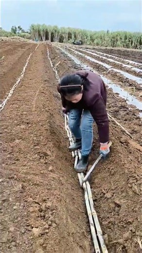 Sugarcane segment planting - A technique for breaking apical dominance
