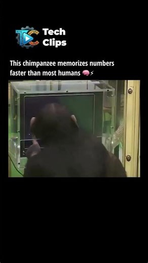 chimp memory game