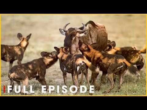 Wild Dogs vs Hyenas: Battle for Survival | Nature Animal Documentary