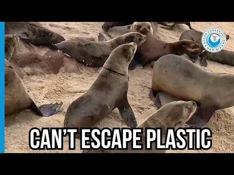 Entangled Seal: Caught While Playing?