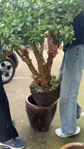 How to Repot a Large Jade Plant: Step-by-Step Guide