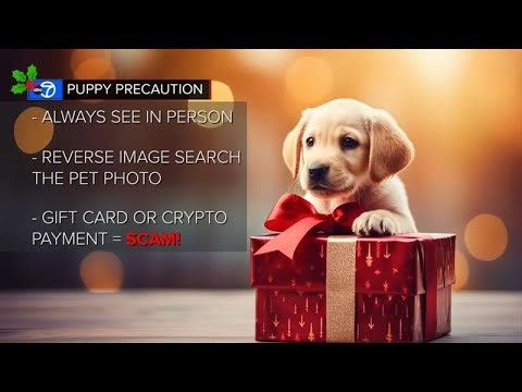 How to avoid scams when you are buying pets for holiday season