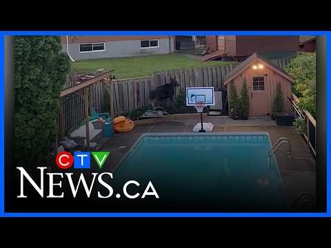 North Bay family’s pool damaged by a young moose
