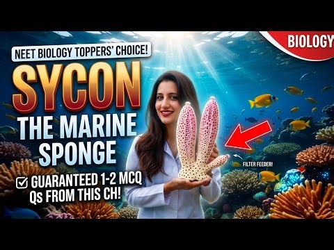 SYCON: Phylum Porifera | Class 11 Biology | NEET Quick Revision #viral #neet #bsc #biology #exam