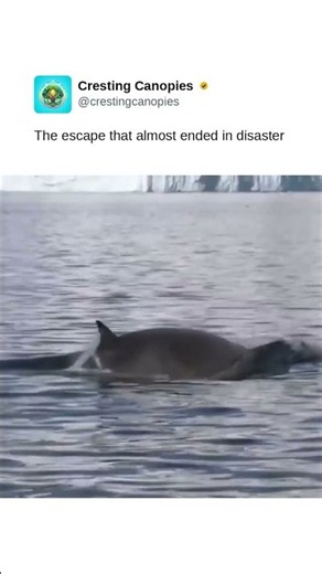 The escape that almost ended in disaster