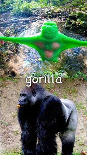 Kids Learn | Animal Names: Cat Gorilla Lizard Snake Owl