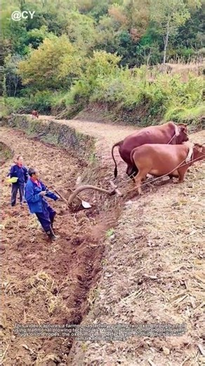"Ancient Wisdom Still Works! 🌾 Two Oxen Plowing Like 2000 Years Ago"
