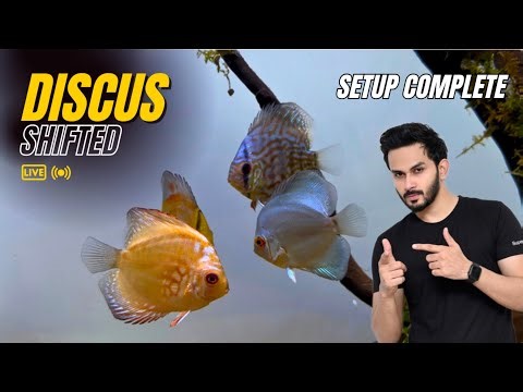 I Moved My Discus Fish to a New Tank… Didn’t Expect This! - Imran’s World