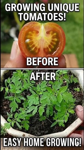 From Slice to Sprouts‼️ The Easiest Way to Grow Your Own Tomatoes​
