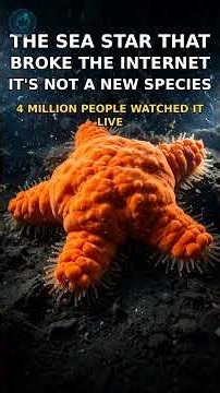 The Sea Star That Broke the Internet — And It's NOT a New Species ⭐
