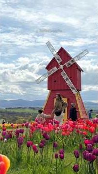 Tulip Farm in Edinburgh - Craigies Farm