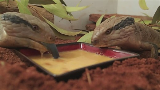 Examining diverse Australian lizard species