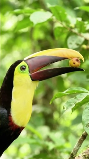 This Smart Toucan Only Picks Ripe Fruit! 🐦🍌😍❤️