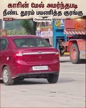 Vaniyambadi | Monkey | Toll Gate | Viral Video | Sun News