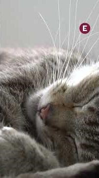 Gato se metió a una lavadora en China sin que su dueña se diera cuenta