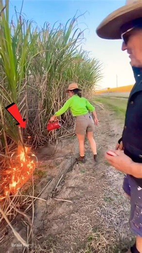 The Shocking Truth Behind Sugarcane Harvesting 🔥