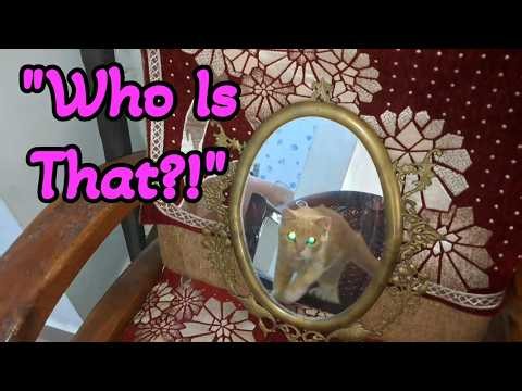 Who is that Handsome Cat, Pinky?! 😻🐾Funny cat & Mirror