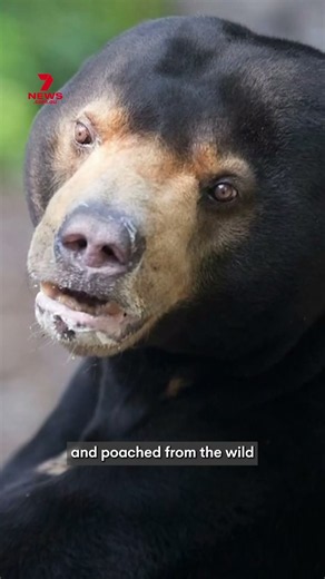 Perth Zoo farewells Jamran the Sun Bear