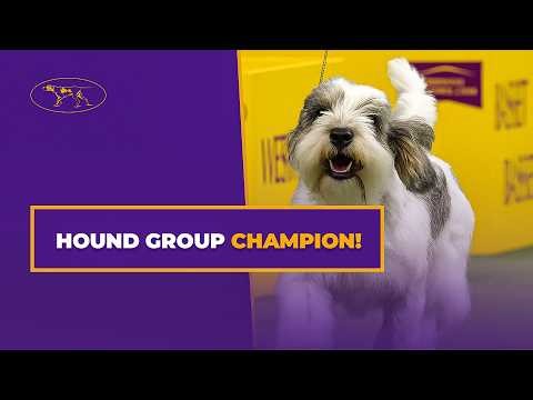 Buddy Holly Wins the Hound Group | Westminster Kennel Club