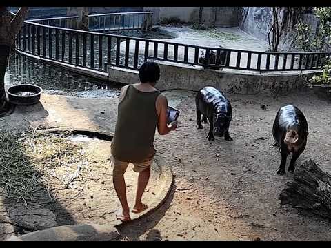 Endangered pygmy hippo Moo Deng: Trespasser in enclosure sparks global buzz