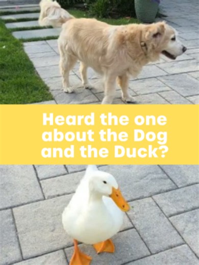Piers Morgan meets Barley the epileptic dog who beat her depression with the help of her feathered friend Louis the duck... #animals #dogs #ducks #piersmorganuncensored #piersmorgan #heartwarming