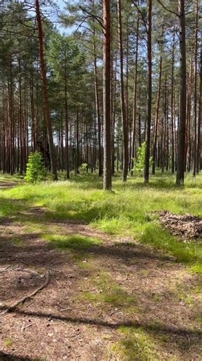 Estonian forest #shorts #estonian #estonia #forest