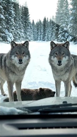 Wolves Attacking a Bear Cub! I Had to Do Something. 😳