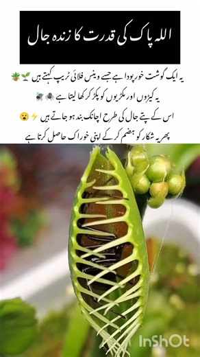 Nature’s Deadly Green Trap!#VenusFlytrap#amazingnature #naturefacts #wildlife #youtubeshort