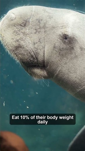 Meet The Most Chill Manatee Alive 🌿