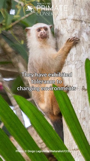 Rio Acari Marmoset