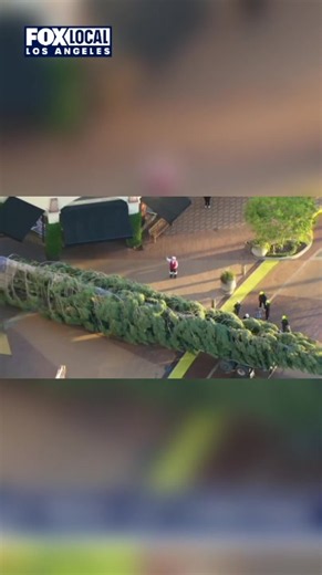 The world’s tallest fresh-cut Christmas tree just arrived in Southern California! 🎄 Standing at 115 feet tall, this massive white fir traveled over 600 miles from Mount Shasta to Citadel Outlets in Commerce—and it’s 35 feet taller than the Rockefeller Center tree in NYC! The official tree lighting is happening Nov. 7 🎁 #citadeloutlets #christmastree #holidayseason #losangeles #christmastree #losangeles #rockefellertree #holidaymagic #california #californiachristmas