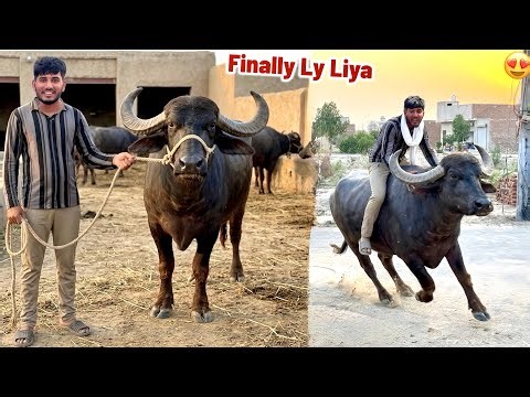 Finally, finally, Alhamdulillah, I took the animal for sacrifice 🐂✨❤️