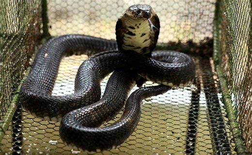 Quick and easy ways to identify snakes with a picture