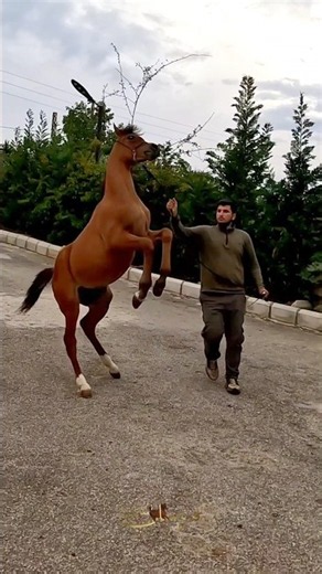 future colt ayan #horse #خيل #usa