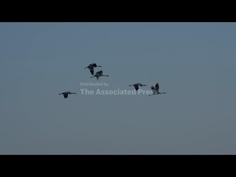 New sanctuary hopes to protect endangered whooping crane