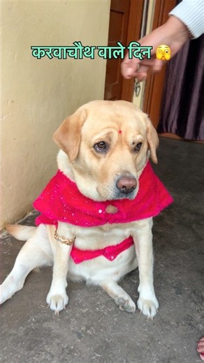 karvachoth funny shorts😂 || labra rubi || #shorts #youtubeshorts #labrador #dog #funny #karvachauth