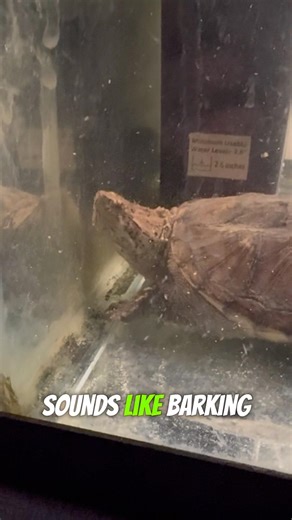 Common Snapping Turtle FACTS!! #babyreptile #turtlewatching #funny #snappingturtles #viral #turtle