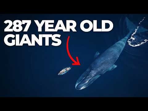 This Is What The Oldest Whale in The World Can Do