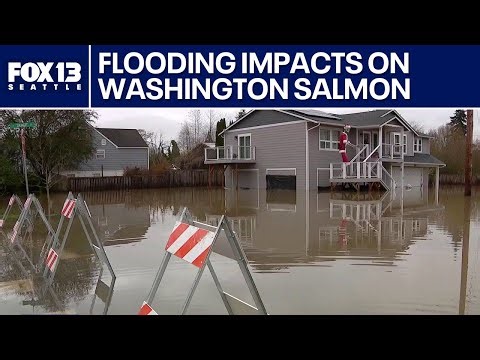 Flooding impacts on WA salmon population | FOX 13 Seattle