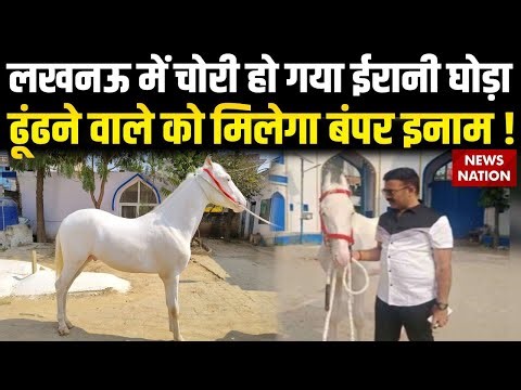 Iranian Breed Horse Missing in Lucknow: लखनऊ में ईरानी घोड़ा ढूंढने वाले को मिलेगा बंपर इनाम !