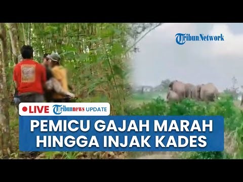 🔴LIVE: Kronologi Kades yang Tewas Diinjak Gajah Liar di Lampung Timur, Bermula dari Miskomunikasi