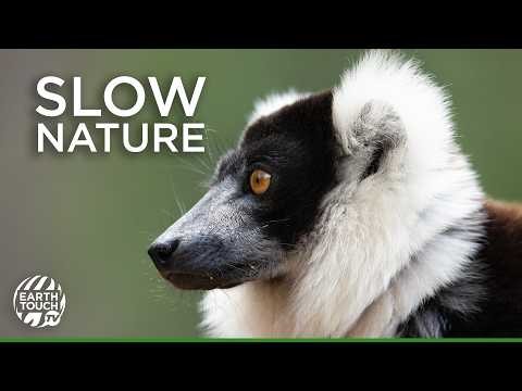 15 Minutes of the World's Most Amazing Creatures