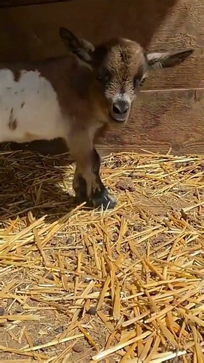 Farm Animal Sounds 💕🐐🐑🐄 ... #farmlife #villagelife #goat #cow #sheep #Capricorn #lamb