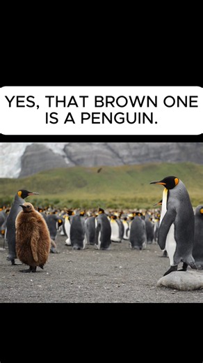 King Penguins—Who’s the Fluffy One?