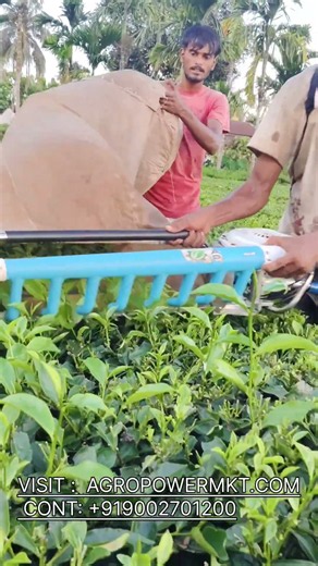 Introducing APM-TH-1039F #TeaPluckingMachine #TeaGarden #TeaHarvesting #AgriMachinery #AgroPowerMKT