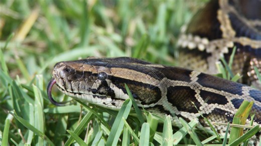 Hundreds of python hunters head to Florida Everglades for annual challenge